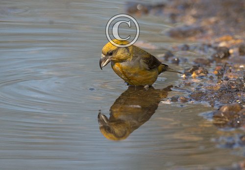 Female Crossbill  DM1777